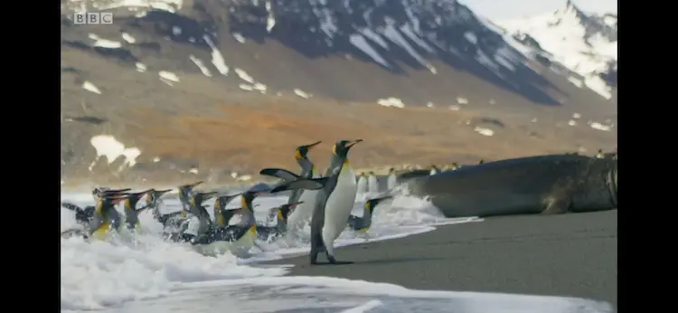 King penguin (Aptenodytes patagonicus patagonicus) as shown in Seven Worlds, One Planet - Antarctica